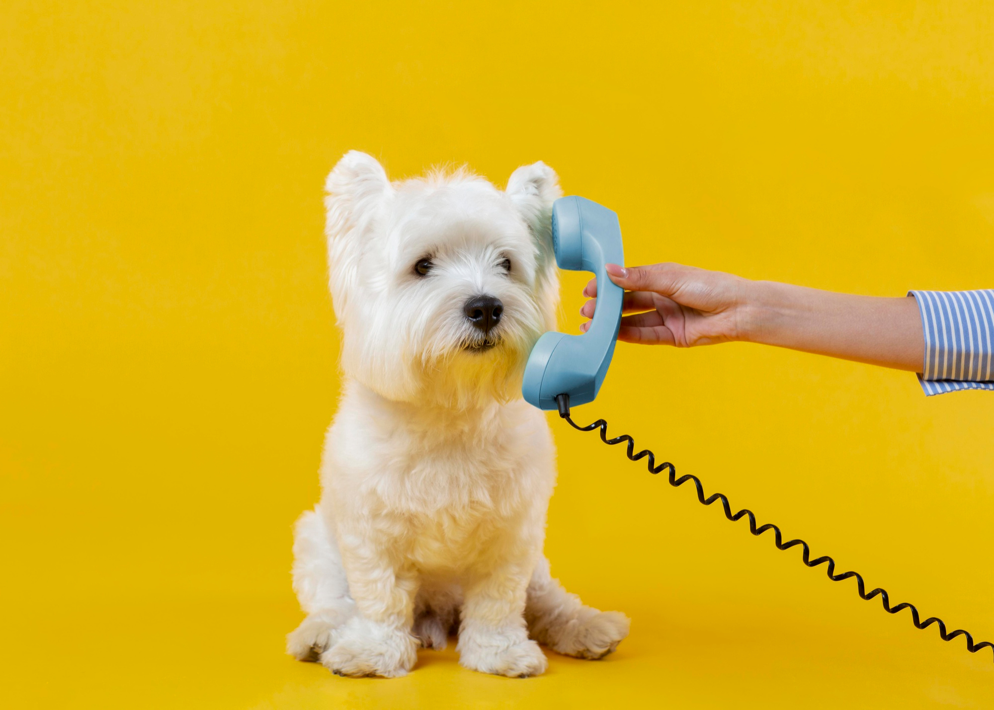 Call Dog